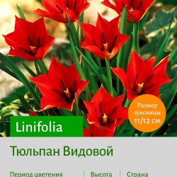 Тюльпан Видовой тюльпан (spec.) Linifolia